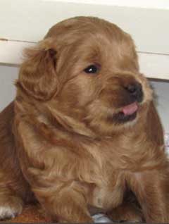 Tango Wool Pup No. 2 