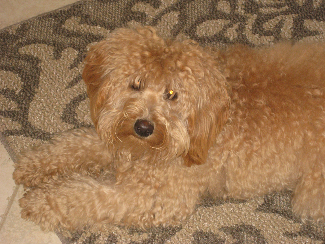 Flb labradoodle