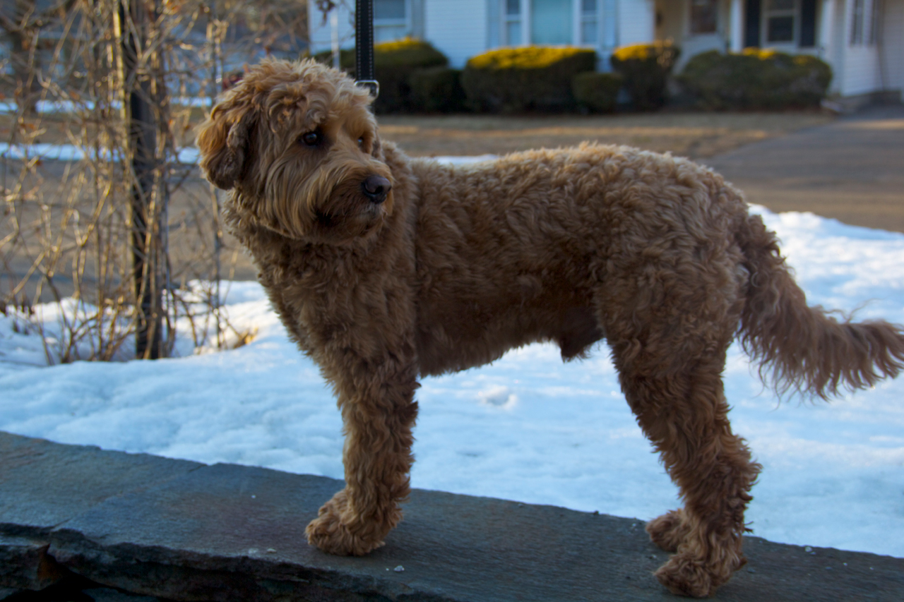 Tango Wool Labradoodles, Labradoodle Breeders In Massachusetts