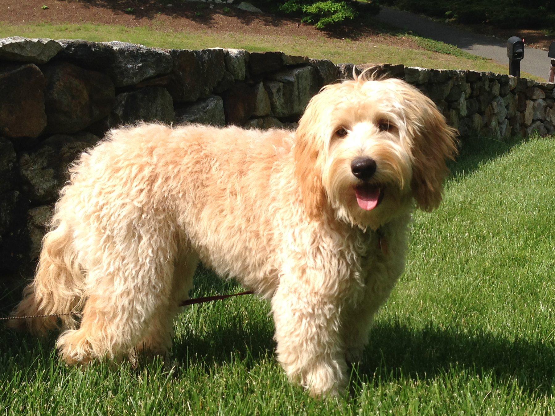 Tango Wool Labradoodles, Labradoodle Breeders In Massachusetts