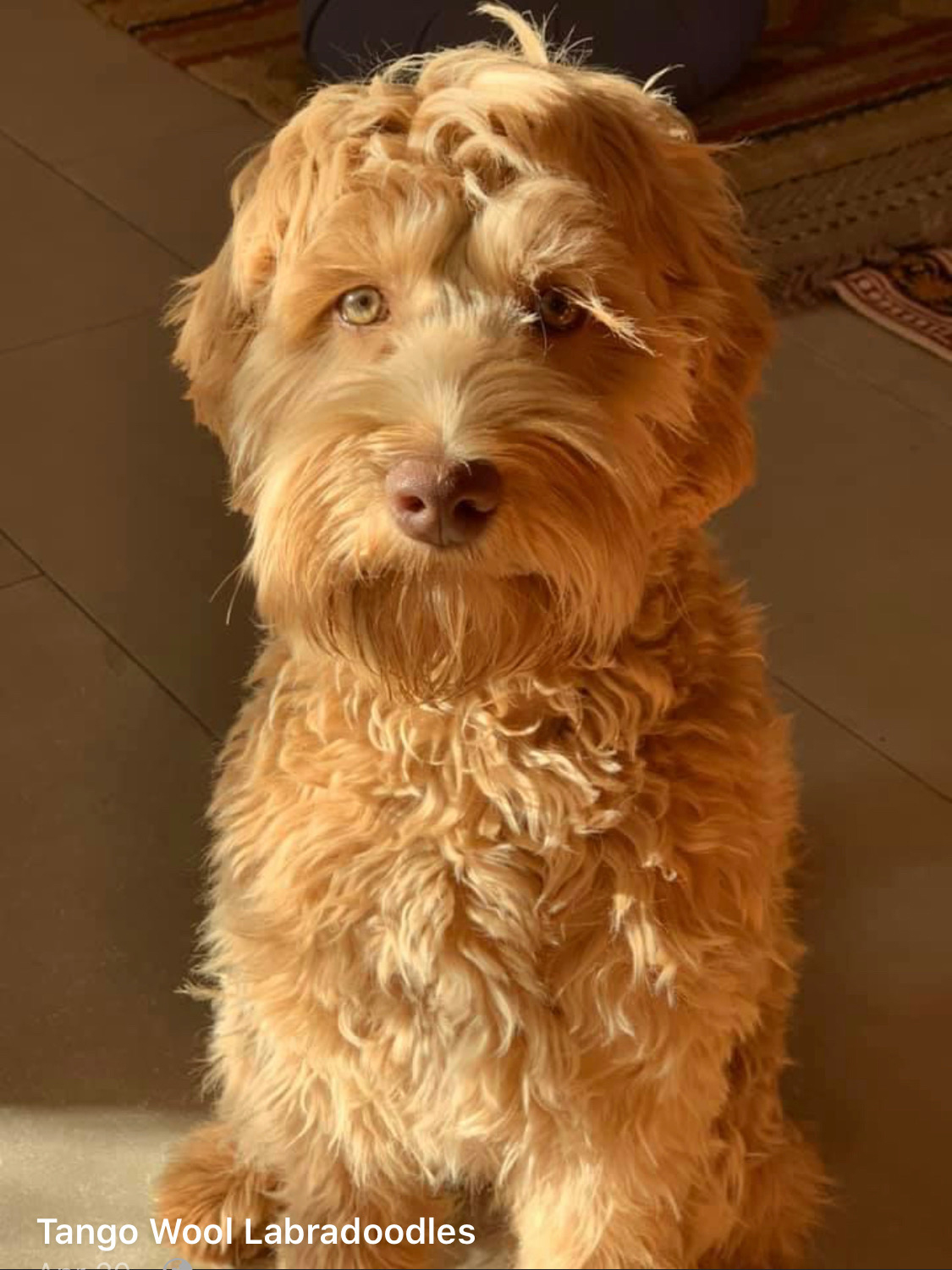 Tango Wool Labradoodles, Labradoodle Breeders In Massachusetts