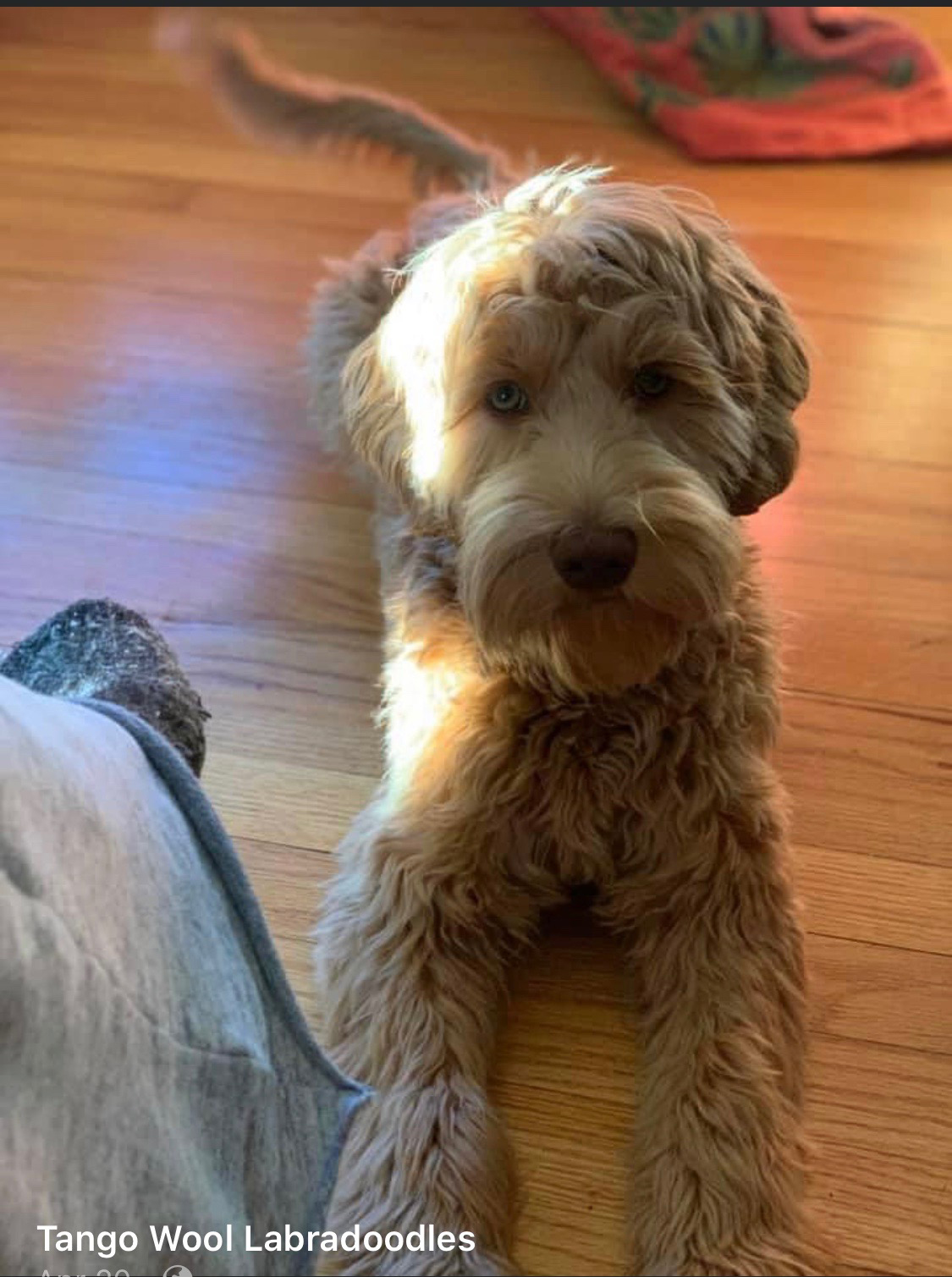 Tango Wool Labradoodles, Labradoodle Breeders In Massachusetts