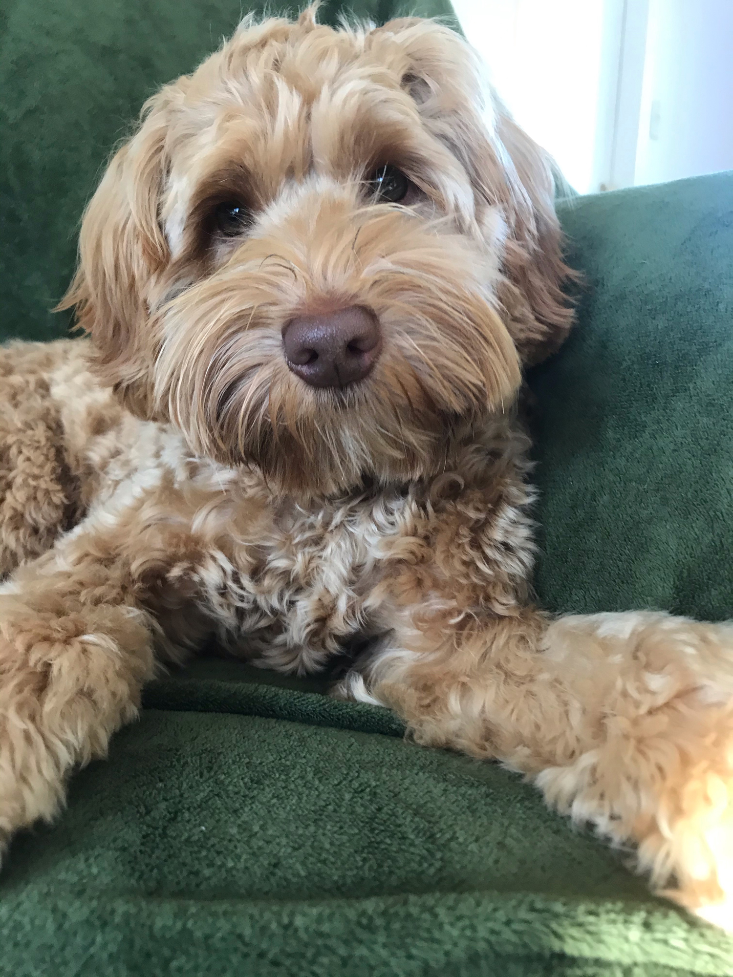 Tango wool labradoodles Clearance