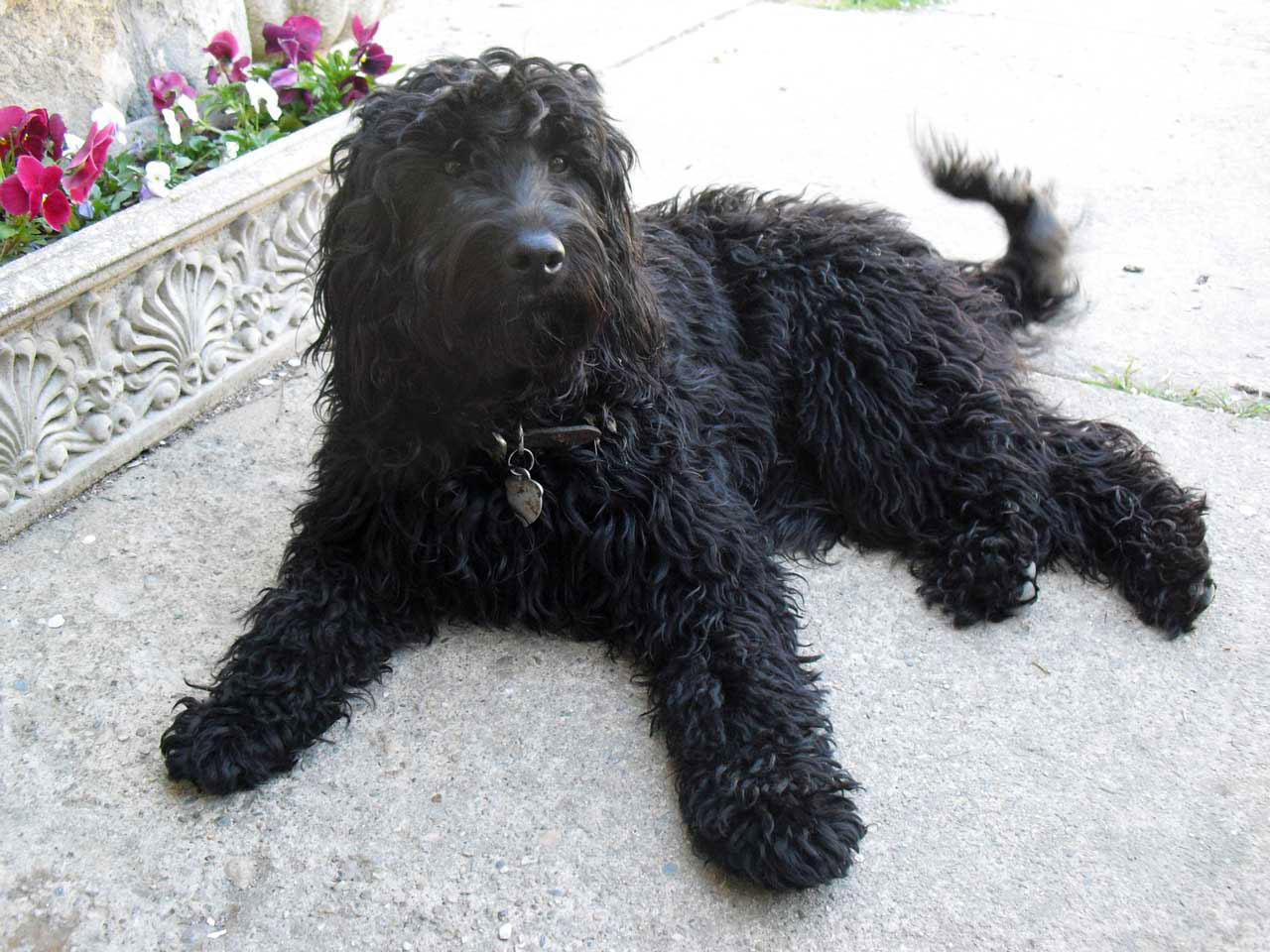 Flb labradoodle